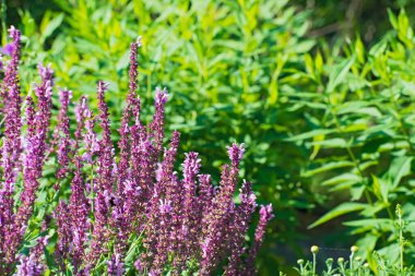Mor kır çiçeklerinin çalılıkları bulanık yeşillik arkaplanını kapatır