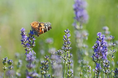 Güzel, parlak kelebek lavanta filizi üzerinde oturuyor. Bulanık yeşil çiçekli arka plan yakın plan.