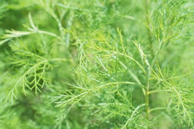 Bulanık yeşil çiçekli arka planda taze çimenlerin yakın görüntüsü 