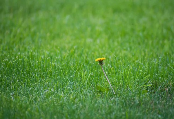 孤独な黄色の開花タンポポジュジーグリーンの草の背景 — ストック写真