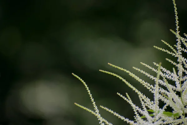 Bulanık Koyu Yeşil Arkaplanda Yumuşak Beyaz Astilbe Filizi Kopyalama Alanı — Stok fotoğraf