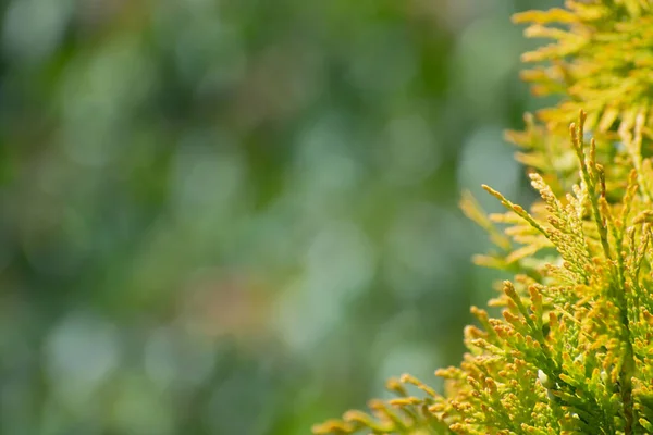 Hämmästyttävä Vihreä Kultainen Kataja Oksat Kukka Monivärinen Bokeh Tausta Kopioi — kuvapankkivalokuva