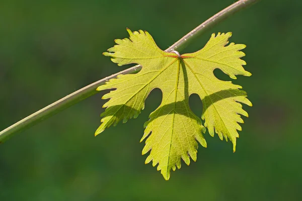 Einsam Frisches Grünes Traubenblatt Auf Verschwommenem Grünem Blumenhintergrund Frühling Oder — Stockfoto