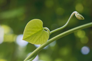 Kalp şeklindeki yaprak sapı bulanık yeşil çiçekli arka planda biraz bokeh ile birlikte. Bahar arkaplanı olarak kullan.