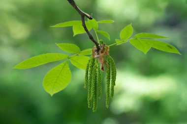 Yeşil yapraklardan oluşan bir dal, bulanık yeşil çiçekli arka planda yakın plan. Bahar arkaplanı.