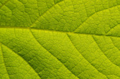 Картина, постер, плакат, фотообои "closeup nature view of bright green leaf using as background natural. super macro", артикул 376700686