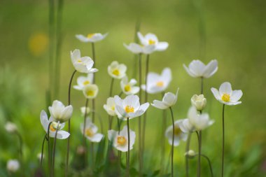 Bulanık yeşil çiçek arka planında güzel beyaz şakayık çiçekleri. Bahar ya da yaz zamanı