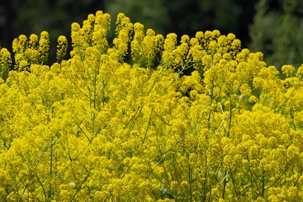 Közelkép Világos Sárga Repcemag Mező Elmosódott Zöld Virág Háttér — Stock Fotó