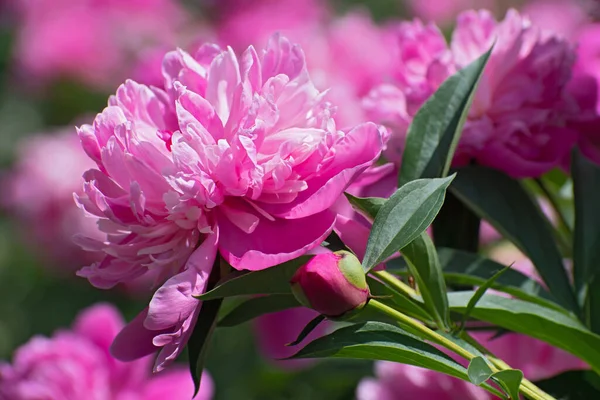 Çok renkli çiçek arkaplanındaki güzel, taze pion çiçeklerinin karışımı.. 