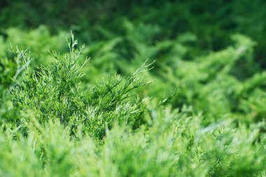 Bulanık yeşillik arkaplanda ardıç dalları