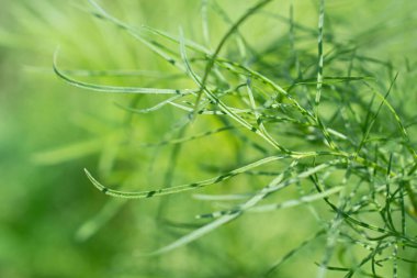 Bulanık yeşillik çiçek arkaplanındaki ve fotokopi alanı olan taze çimenlerin yakın görüntüsü
