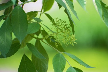 Yeşil yapraklardan oluşan bir dal ve bulanık yeşil çiçekli küçük yeşil tomurcuklar..