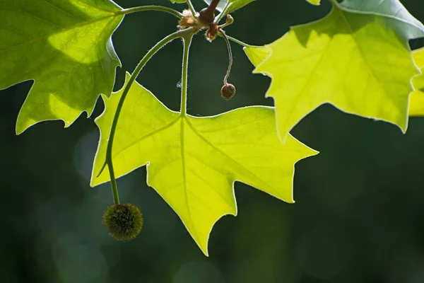 Sárgarépa Zöld Friss Levelekkel Egy Kerek Gyümölcs Közelkép Elmosódott Sötétzöld — Stock Fotó