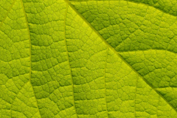 Closeup Nature View Green Leaf Using Background Natural Super Macro — Stock Photo, Image