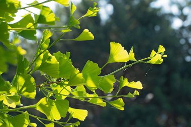 Bir dal taze ginkgo biloba ağacı. Bulanık yeşillik, çok renkli çiçek arkaplanı ve biraz da bokeh. Güneşli bir gün