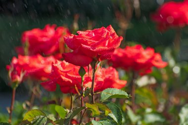 Bulanık çiçek arkaplanda yağmurda açan parlak kırmızı gül çiçekleri. Bahar ya da yaz zamanı