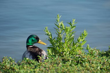 Parlak yeşil kafalı, şaşırtıcı bir koyu renk. Profilde göletin mavi sularının yanındaki yeşil çimlerde oturuyor. Bulanık arkaplan