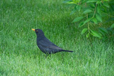 Parlak sarı gagalı büyüleyici yalnız karatavuk, yeşil çimlerin üzerinde güneşli bir günde yeşil çalılığın yanında.
