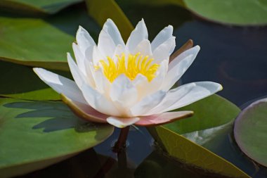 Yeşil yapraklı parlak sarı yapraklı yalnız beyaz nilüferler. 