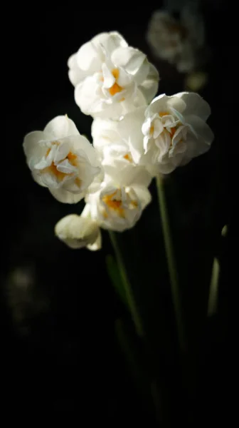 Белые Цветы Черном Фоне — стоковое фото