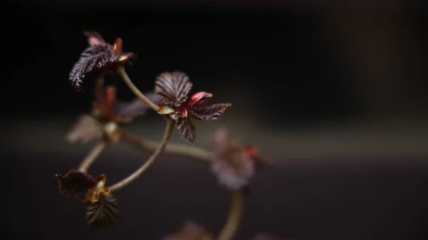 Crooked Leafs Hazel — Stock Photo, Image