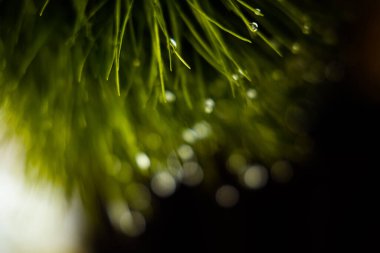 Yağmurdan sonra damlaları olan çam ağacı dalı