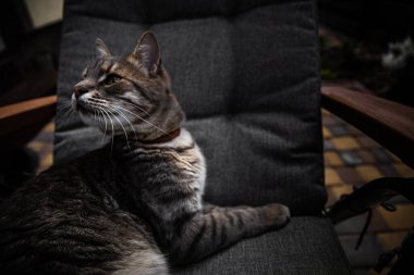 Sandalyedeki bir kedinin portresi