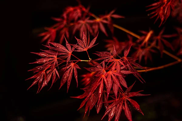 Rote Blätter Von Acer Herbststimmung — Stockfoto
