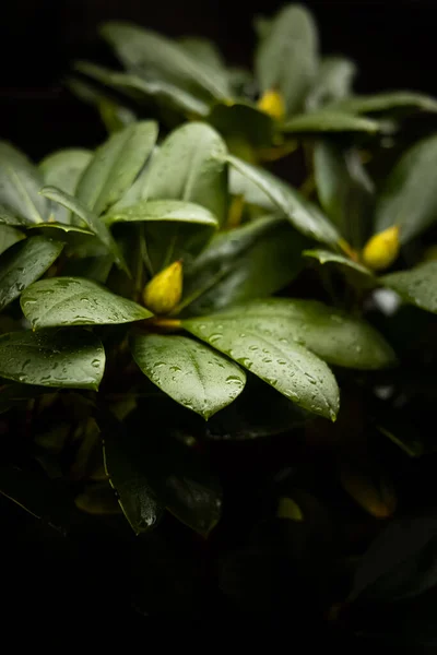 Rhododendron Leafs Rain — Stock Photo, Image