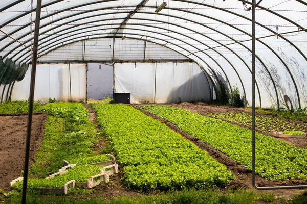 Greenhouse Full Fresh Lettuce Growing Almost Ready Harvested Stock Picture