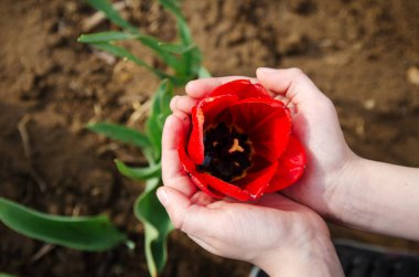 Doğadaki bir çocuğun ellerinde kırmızı lale. Çiçek tarlasındaki ilk bahar çiçekleri. Bahar geldi. Baharın parlak renkleri