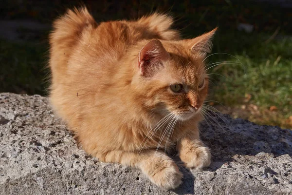 秋の太陽の光の中で猫は背を向ける — ストック写真