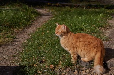 Kedi sonbahar güneşinin altında çimenlerde yürür..