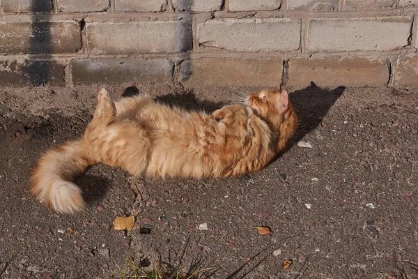 Gato Aquece Nos Raios Sol Outono — Fotografia de Stock
