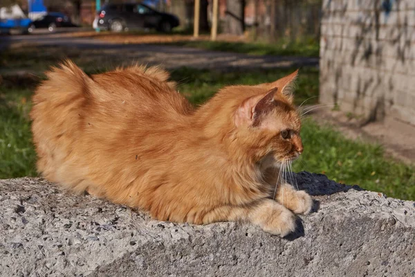 秋の太陽の光の中で猫は背を向ける — ストック写真