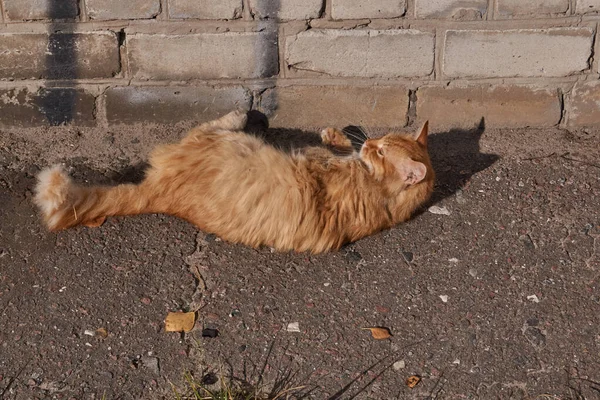 The cat basks in the rays of the autumn sun.