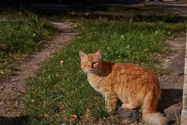 猫は秋の太陽の光の中で芝生の上を歩く — ストック写真