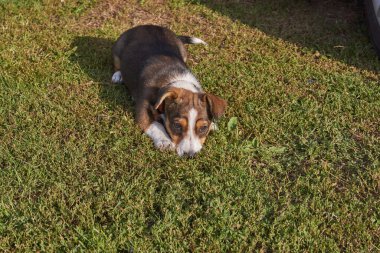 Fotoğrafçı için yavru köpek pozları..