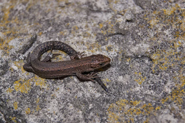 Lagarto Rápido Ordinario Lat Lacerta Agilis Calienta Sobre Una Piedra —  Fotos de Stock