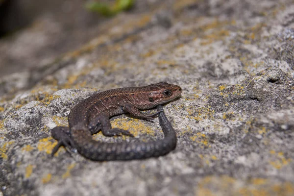 Lagarto Rápido Ordinario Lat Lacerta Agilis Calienta Sobre Una Piedra —  Fotos de Stock