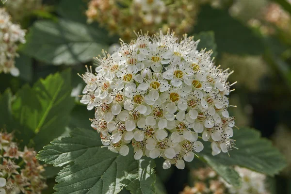 Inflorescências Arbusto Spirea — Fotografia de Stock