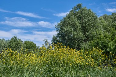 Yazın ilk günü. Barbarea vulgaris (lat. Bir çayır üzerinde Barbarea vulgaris).