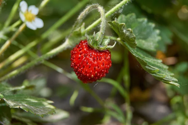 Der Erste Sommertag Und Die Erste Gartenerdbeere — Stockfoto