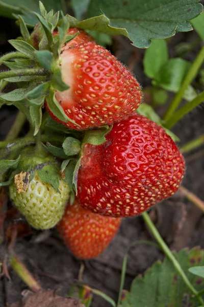 夏天的第一天和第一个草莓 — 图库照片