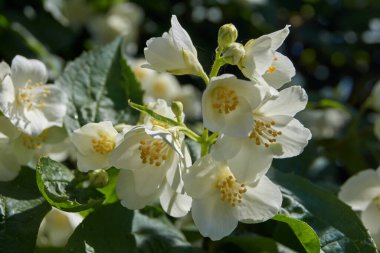 Yazın ilk günü. Yasemin çalısı çiçekleri.