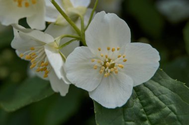Yazın ilk günü. Yasemin çalısı çiçekleri.