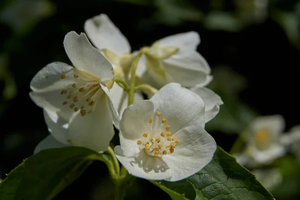 Primer Día Verano Florece Jazmín Arbusto —  Fotos de Stock