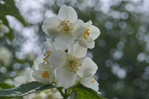 First Day Summer Blossoms Jasmine Bush — Stock Photo, Image