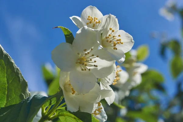 First Day Summer Blossoms Jasmine Bush — Stock Photo, Image