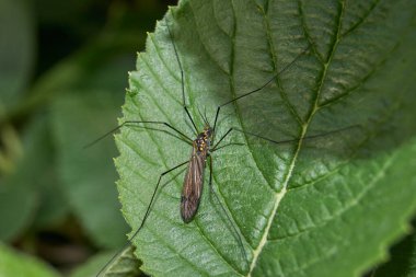 Uzun bacaklı sivrisinek (lat. Tipulidae) erik yaprağının üzerinde.